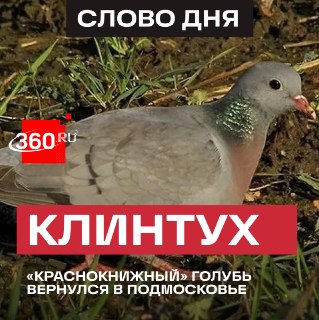 Иллюстрация 1