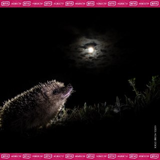 Иллюстрация 1