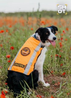 В Ленобласти застрелены две служебные собаки «ЛизаАлерт»