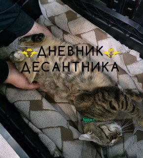 Дневник Десантника: призыв делиться фото питомцев