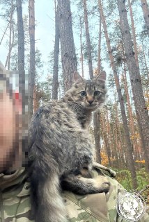 Иллюстрация 1