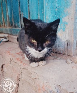 Иллюстрация 7