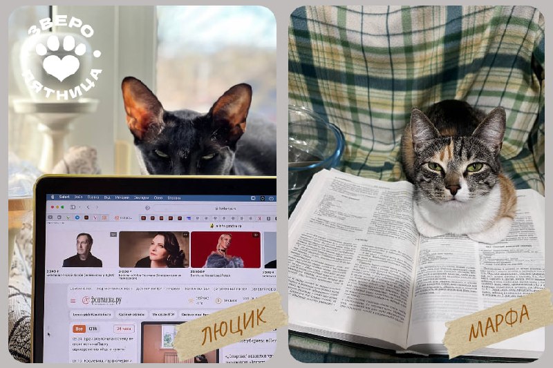 Как ваши питомцы смотрят с «славянским взглядом»: проект «Фонтанки» собирает фото