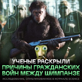 Гражданская война среди шимпанзе в Уганде: популяция сократилась в 4 раза