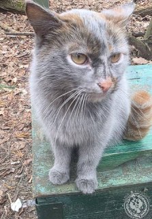 Приглашение фронтовиков присылать фото быта и анонс выпуска «Два майора»