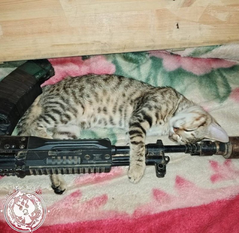 Иллюстрация 4