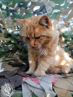 Иллюстрация 5