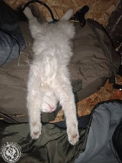 Иллюстрация 7