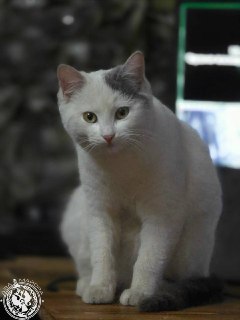 Иллюстрация 9