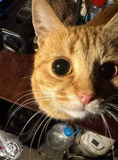 Иллюстрация 1