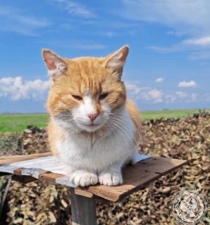 Иллюстрация 2