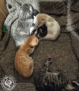 Иллюстрация 10