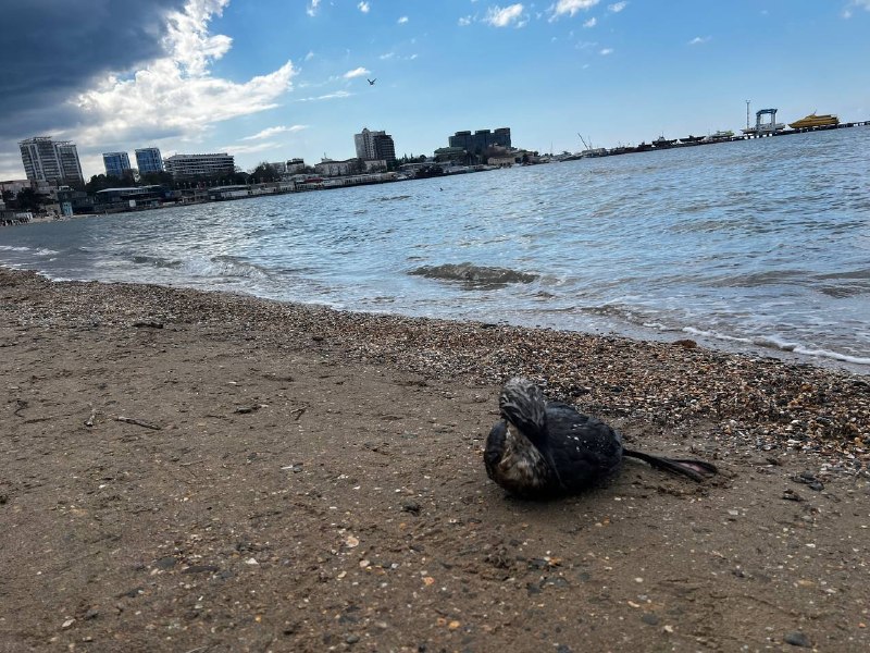 Утечка мазута после атак БПЛА на побережье Анапы: пострадали сотни птиц