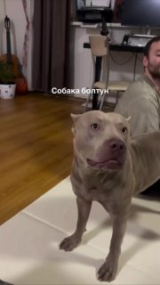 Пёс научился говорить «нормально» и стал звездой интернета