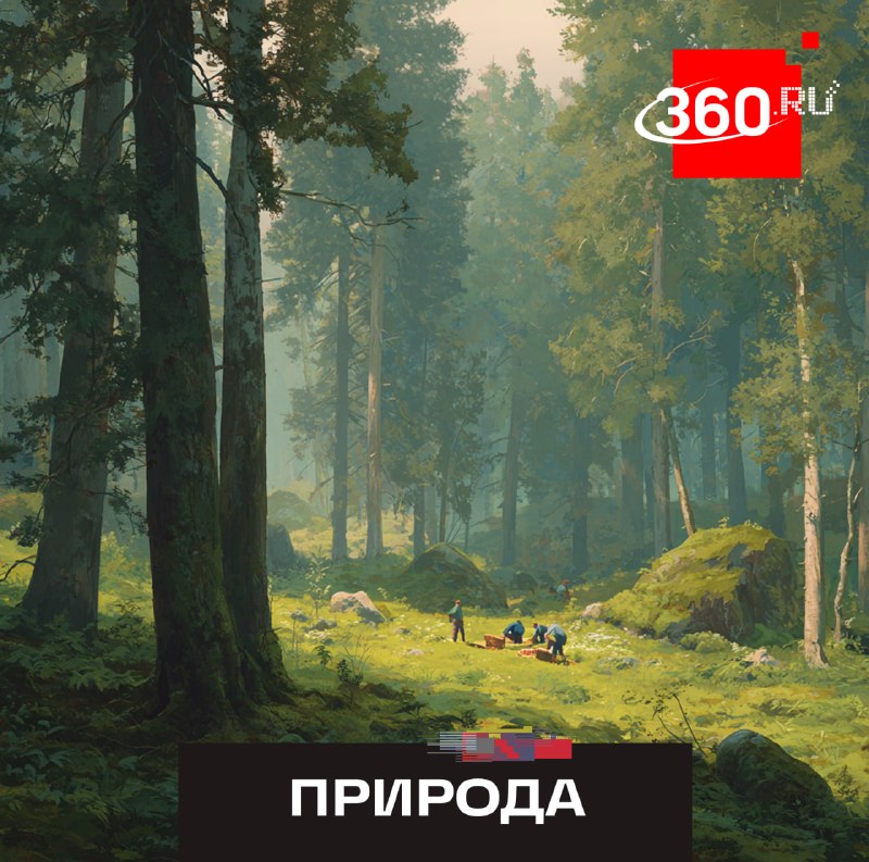 В Подмосковье внедряют ИИ для мониторинга лесных пожаров