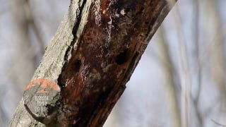 Самый крошечный дятел России прилетел в Петербург