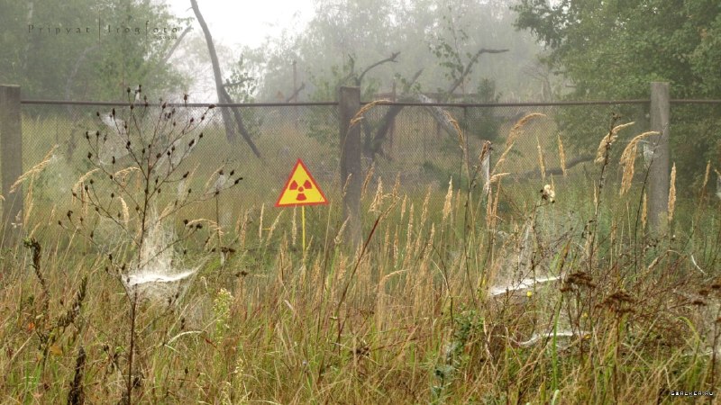 Обвинения в выращивании радиоактивного зерна в Чернобыльской зоне