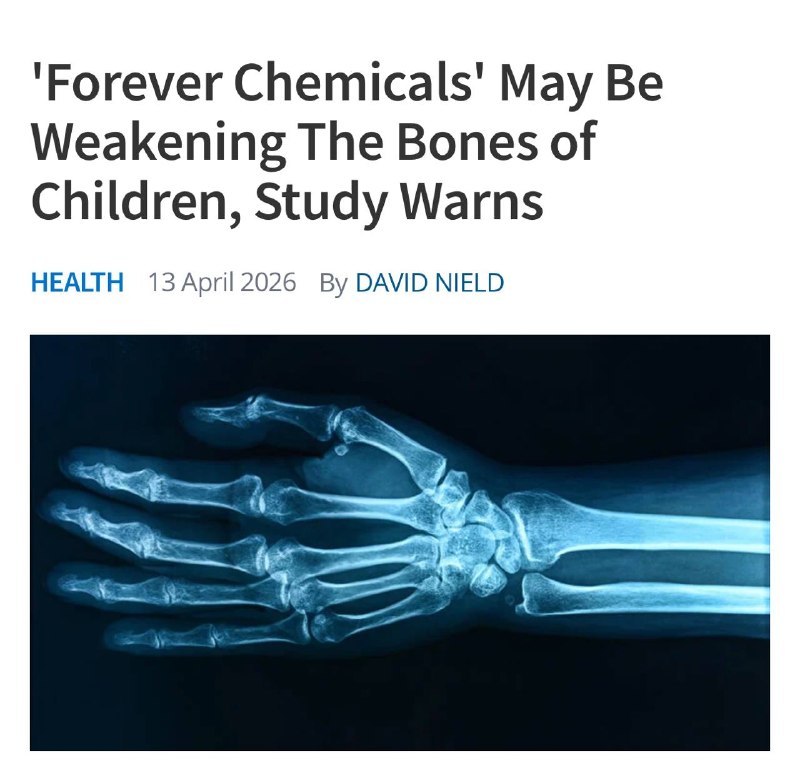 Вечные химикаты делают кости детей хрупкими