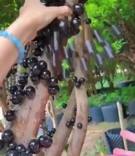 Бразильское дерево растит плоды прямо на стволе