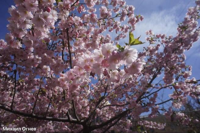 Гид: где и когда смотреть сакуру в Петербурге в 2026 году