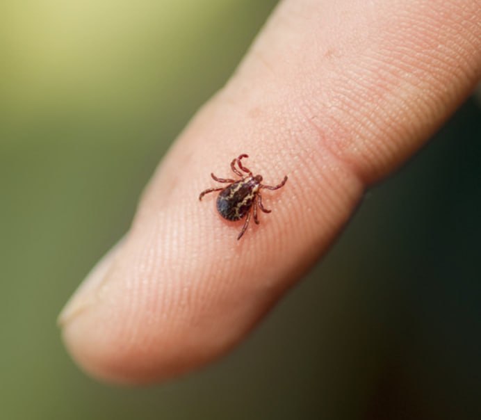 Более 6 тыс. россиян обратились в больницы из-за укусов клещей
