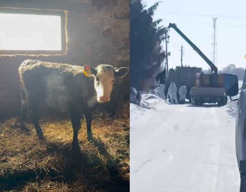 В Новосибирской области к 1 мая планируют отменить карантин из-за болезни скота