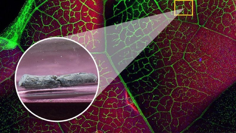 Как капуста очистила почву от металла