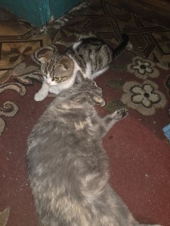 Доброе утро, Мракоборцы!