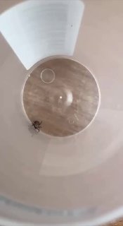 Школьник из Томска впал в кому после укуса клеща