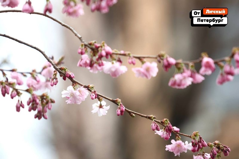 Иллюстрация 4