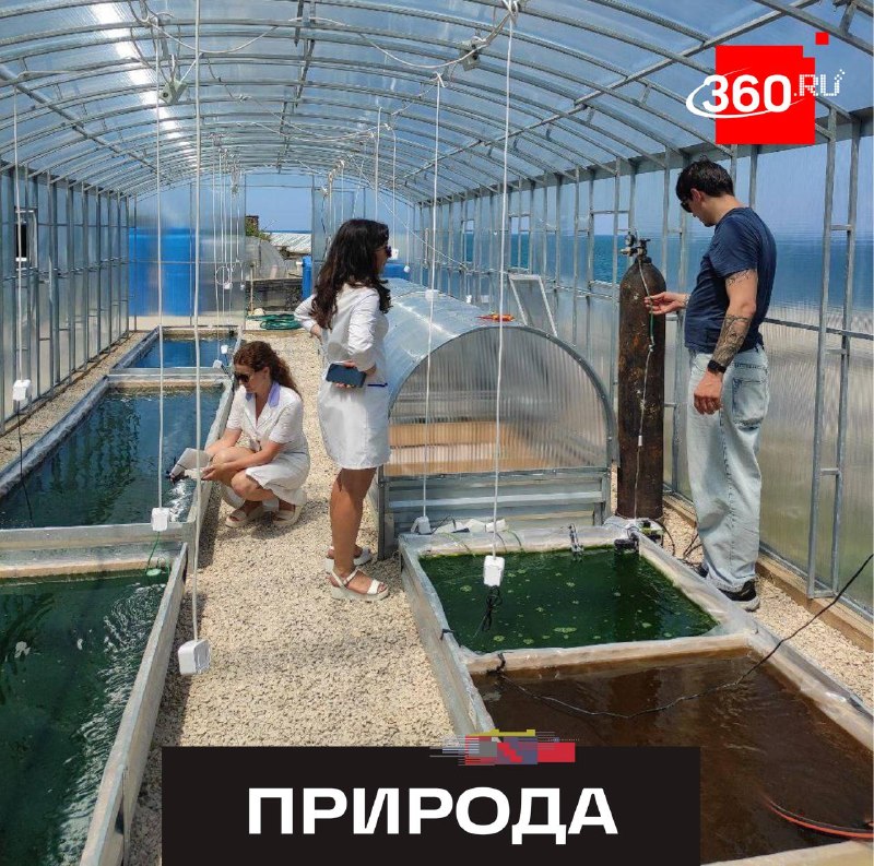 В Севастополе планируют начать выращивание микроводоросли хлореллы