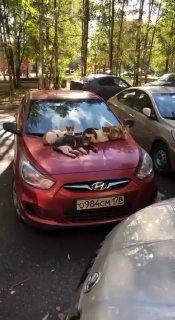 Кошачья банда захватила капот автомобиля в Петербурге