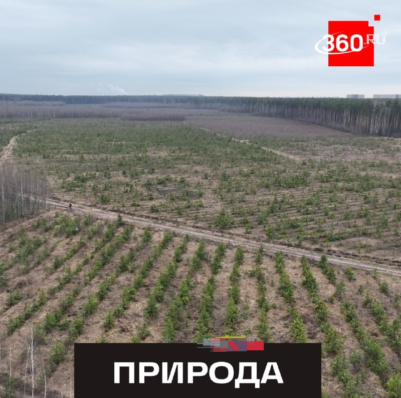 В Люберцах за 13 лет высадили более 100 тысяч деревьев в рамках экологических акций