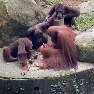 Эволюция в прямом эфире: орангутан научился вскрывать кокосы с помощью инструментов