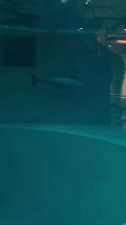 Прокуратура начала проверку кафе в Лазаревском из-за видео с дельфинами в бассейне