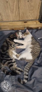 Иллюстрация 4