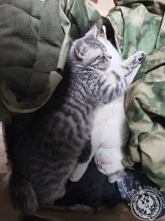 Иллюстрация 5