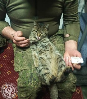 Иллюстрация 1