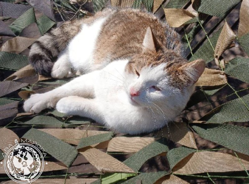 Иллюстрация 7