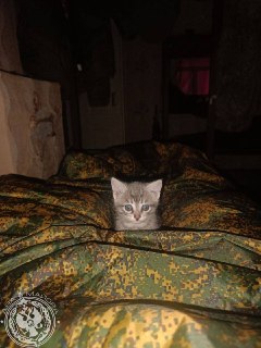 Иллюстрация 8