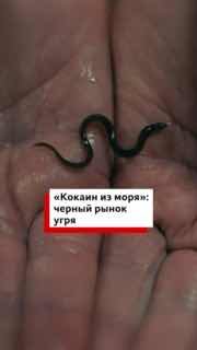 BBC Eye раскрыла схему черного рынка угля с участием российской компании