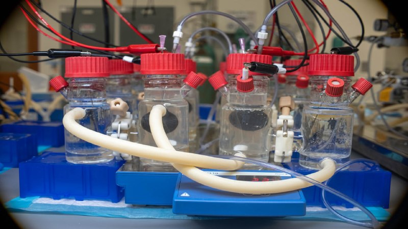 Живые микросхемы: инженеры научили бактерии выражать мысли током