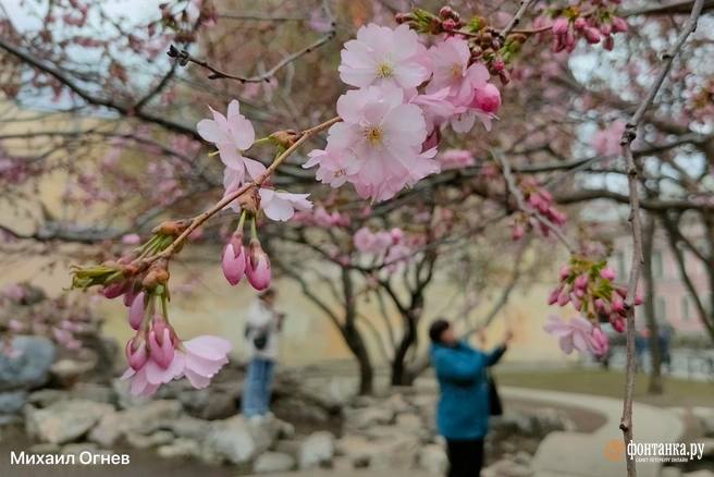 В Петербурге будет солнечно, но помешает ветер