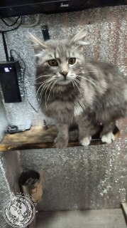 Призыв фронтовиков присылать материалы о быте и публикация о двух майорах