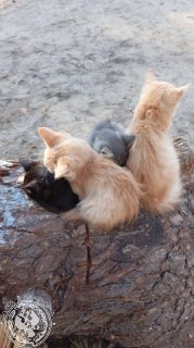 Иллюстрация 4