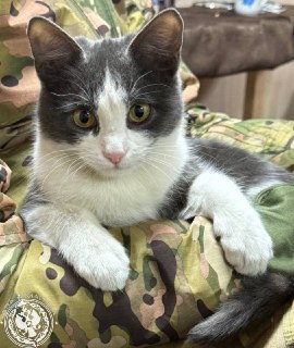 Иллюстрация 5