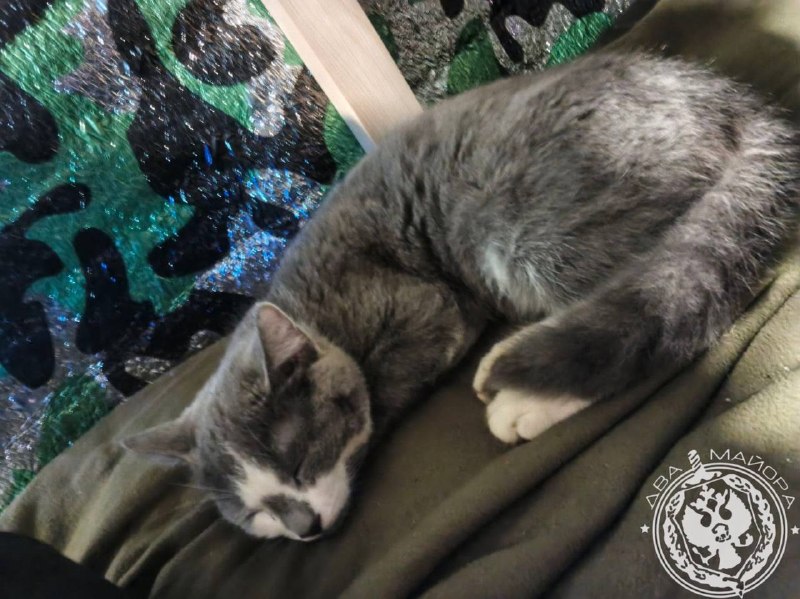 Иллюстрация 7