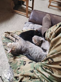 Иллюстрация 9