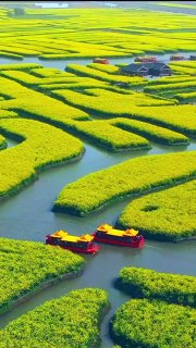 Золотой ковер рапса в китайском городе Тайчжоу