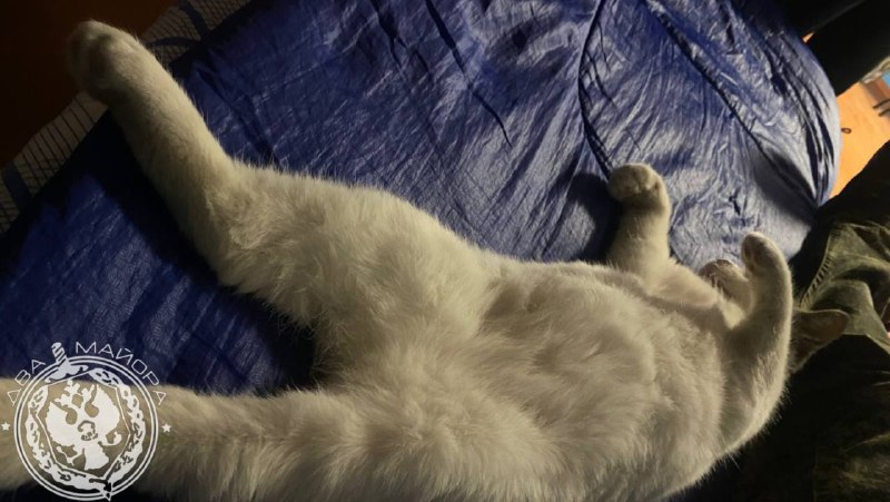 Иллюстрация 1